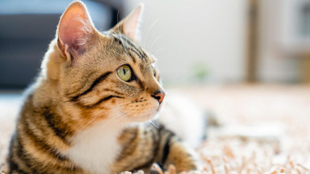 Los gatos no ven de la misma manera que los humanos. Los gatos no ven de la misma manera que los humanos. 