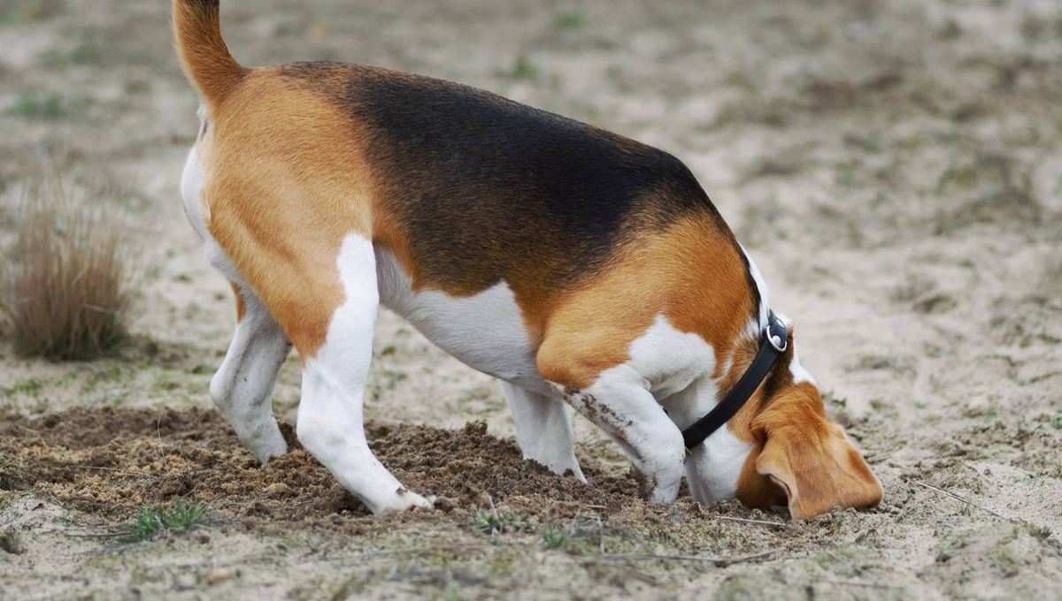 El hecho de que tu perro haga pozos en el jardín está ligado a una serie de factores, como la crianza, la energía, la ansiedad, el instinto, y hasta incluso la temperatura