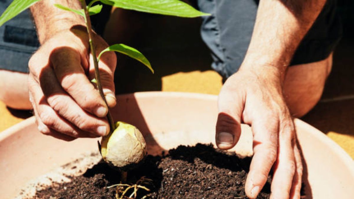 Cómo obtener un árbol de palta frondoso a partir de la germinación de una semilla de aguacate