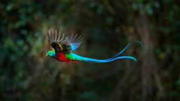 El pájaro más precioso del mundo es nativo de América Latina El pájaro más precioso del mundo es nativo de América Latina
