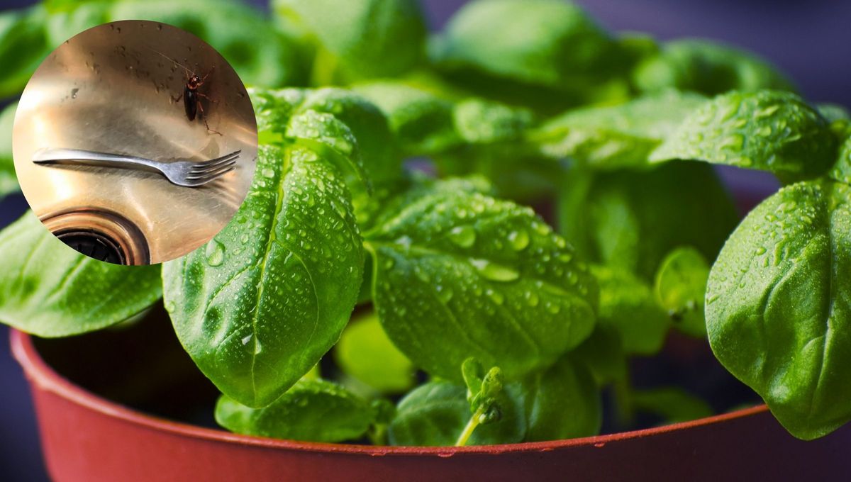 Cómo usar la albahaca para ahuyentar a las cucarachas de la cocina: repelente casero efectivo