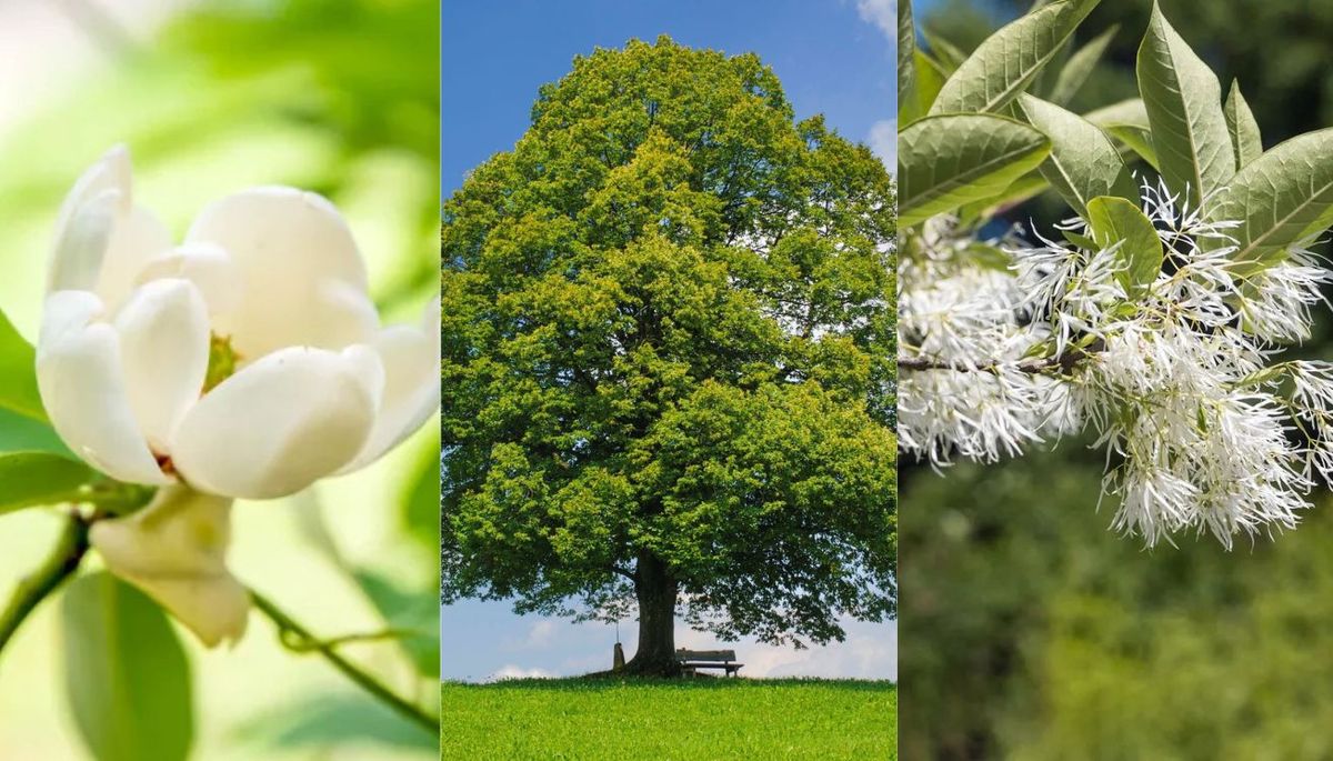 3 árboles que inundan de perfume el jardín y se pueden cultivar en maceta
