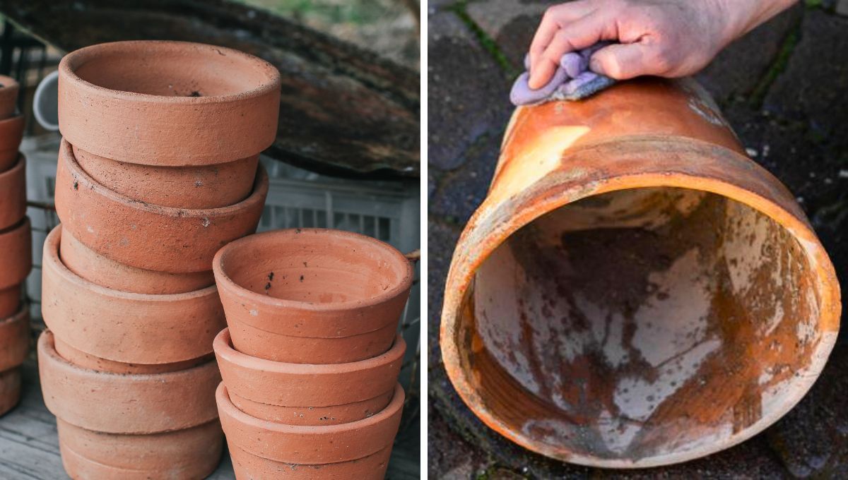 Cómo eliminar el moho blanco de las macetas de barro o terracota