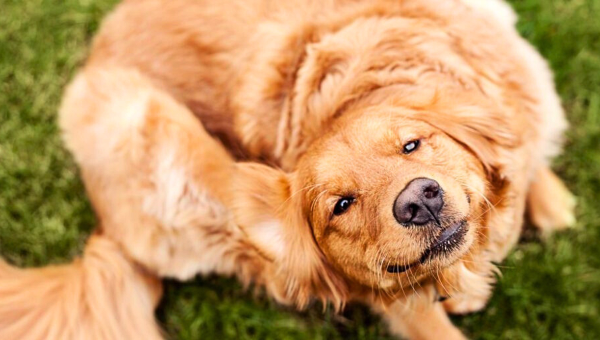 Si tienes un perro, uno de los problemas más frecuentes en este mismo está ligado a la aparición de pulgas Si tienes un perro, uno de los problemas más frecuentes en este mismo está ligado a la aparición de pulgas