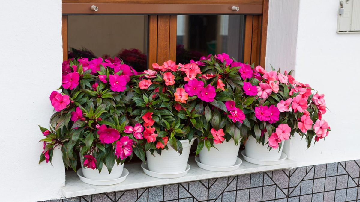Impatiens walleriana es una planta muy popular en los hogares. Imagen: Pixabay.