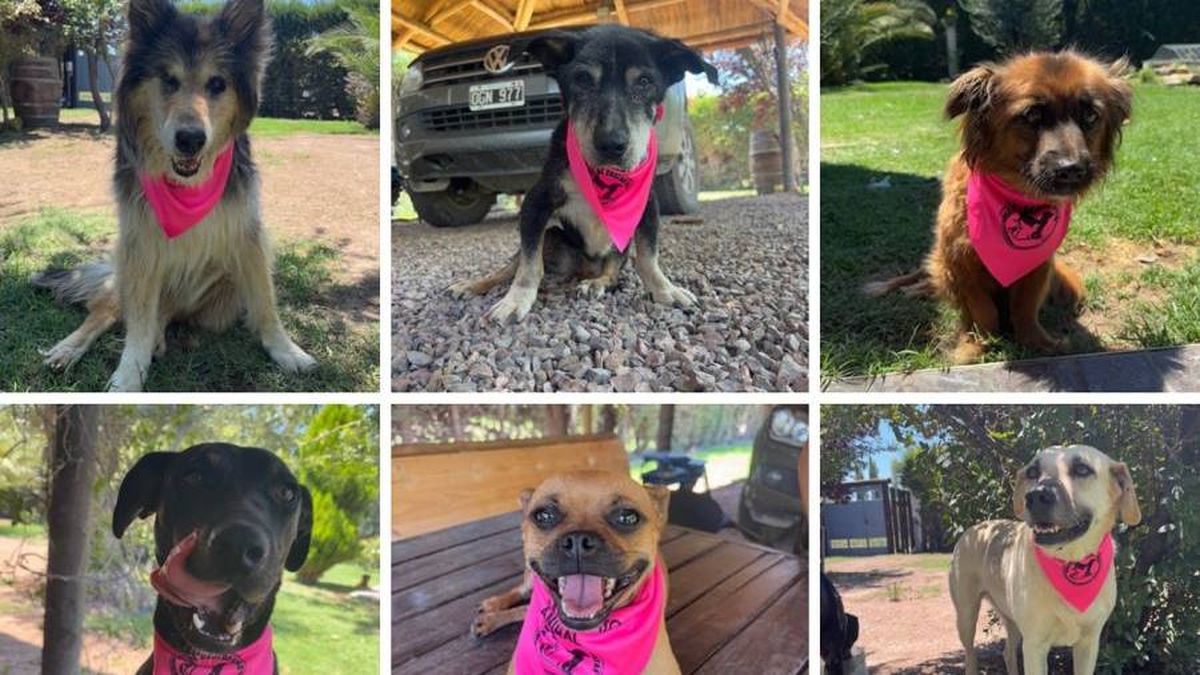 Algunos de los Algunos de los