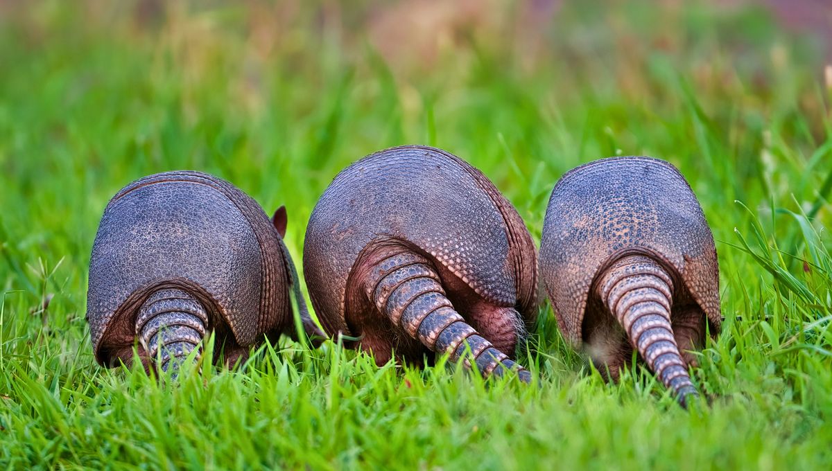 El armadillo es un animal nativo de América Latina con más de 15 variedades. El armadillo es un animal nativo de América Latina con más de 15 variedades.