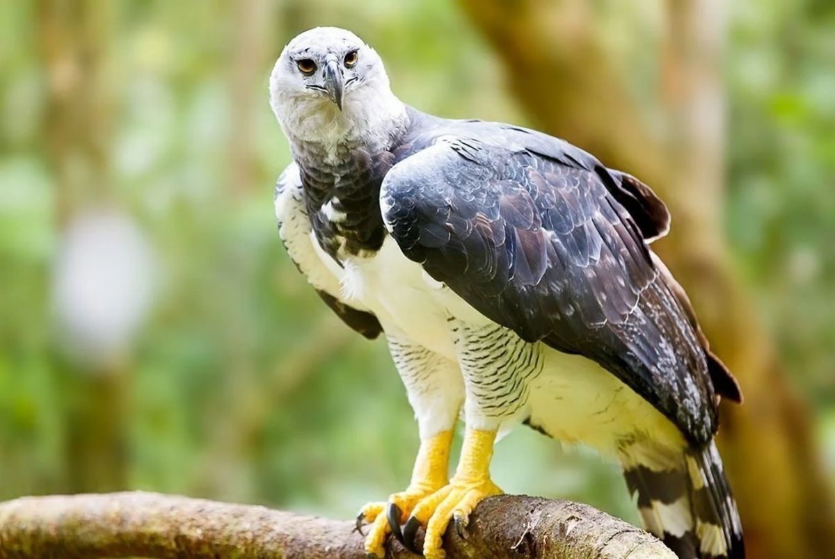 Así luce el aspecto del ave águila harpía. Así luce el aspecto del ave águila harpía.