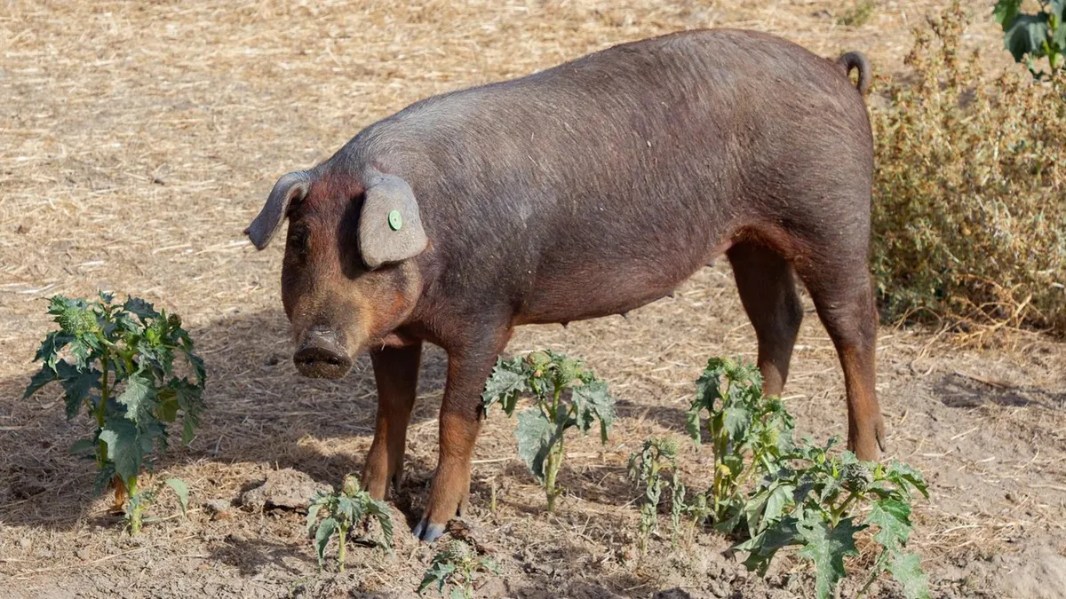 España en alerta: ¿por qué pagan 30 euros por cazar animales?