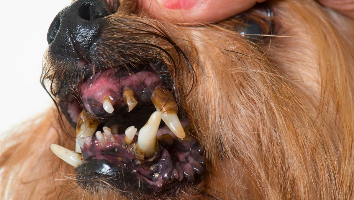 La correcta higiene bucal de las mascotas es clave para evitar el desarrollo de distintas enfermedades La correcta higiene bucal de las mascotas es clave para evitar el desarrollo de distintas enfermedades