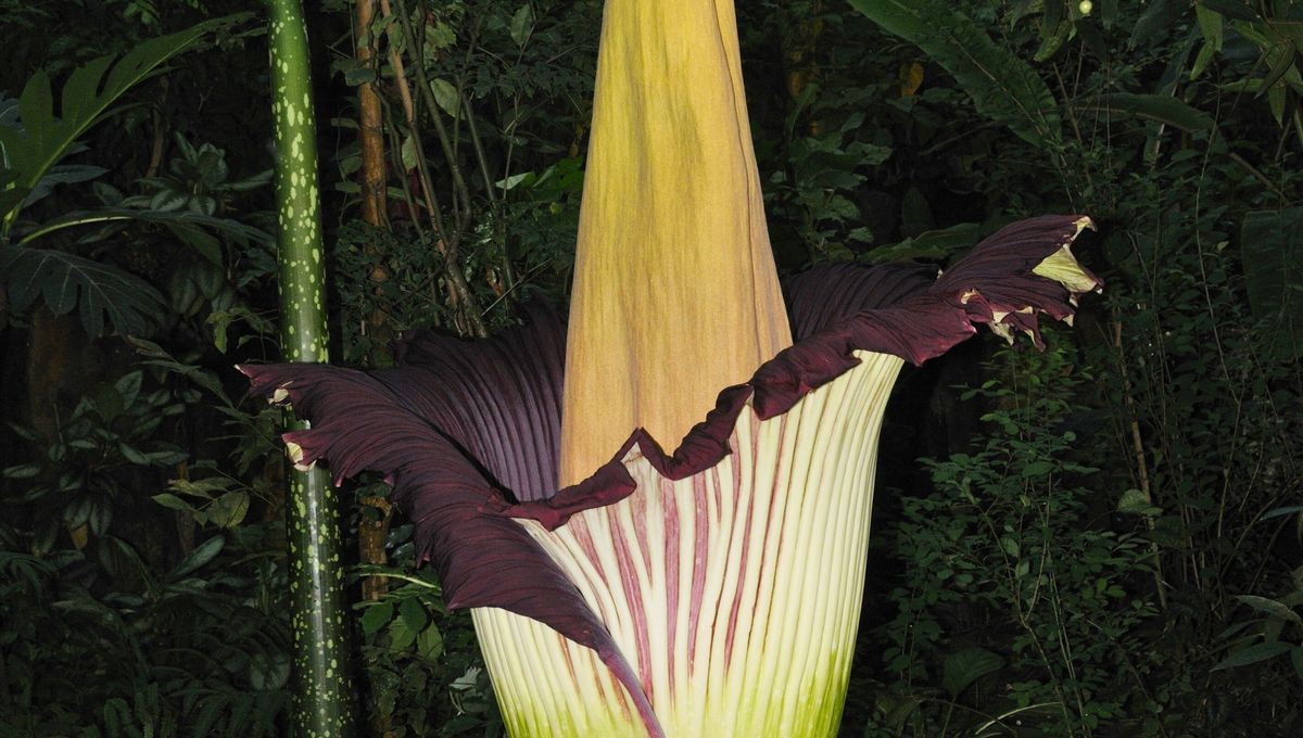 Su última floración fue en el 2021 Su última floración fue en el 2021