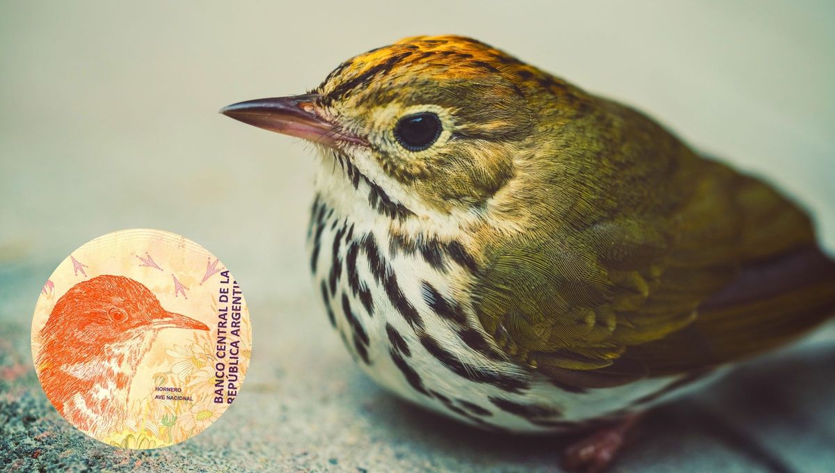 El anverso del billete, diseñado de manera vertical, refiere al hornero como animal representativo de la Región Chaco Pampeana. Este billete es el cuarto emitido de los seis que integran la familia “Animales autóctonos de Argentina”.