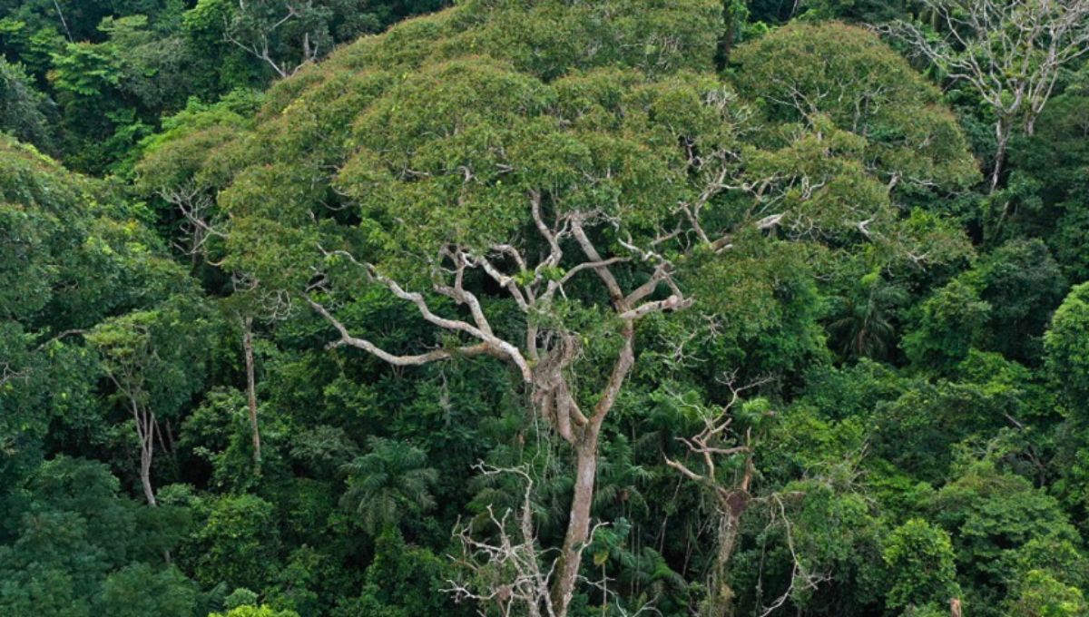 El árbol único en el mundo que sobrevive al fuego, la sequía y los rayos está en América Latina