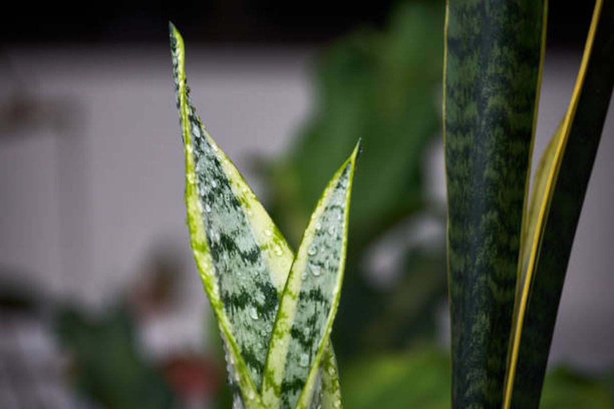 Si llueve, es mejor que saques tu sansevieria al exterior. Si llueve, es mejor que saques tu sansevieria al exterior.
