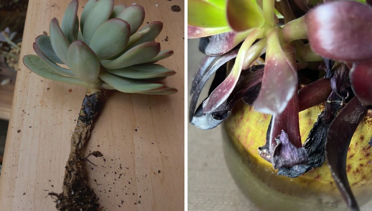 Las suculentas retienen agua en sus hojas. Las suculentas retienen agua en sus hojas.