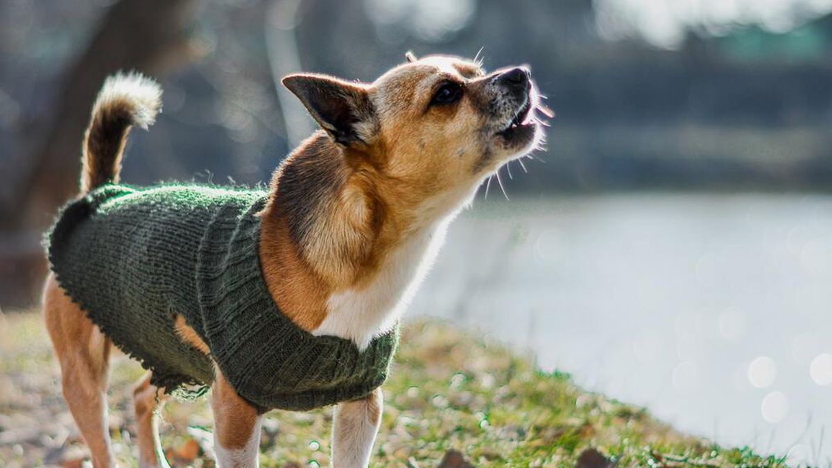 Qué significa que mi perro aúlle