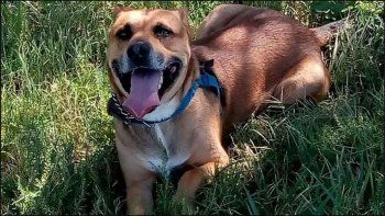Asesinaron a un perro porque se comió las plantas de marihuana de un vecino