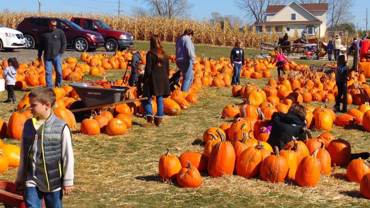 Las calabazas Jack-o'-lantern son las más comunes. Las calabazas Jack-o'-lantern son las más comunes.
