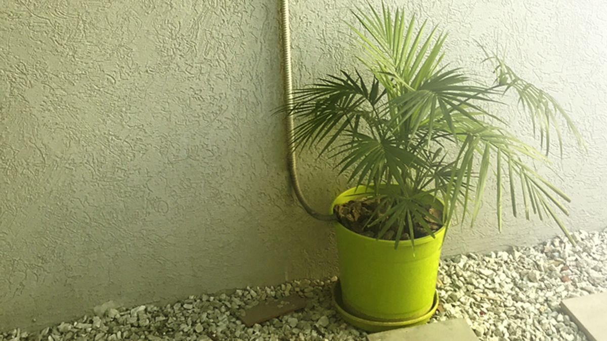 Regar las plantas puede ser un buen uso del agua del aire acondicionado. Regar las plantas puede ser un buen uso del agua del aire acondicionado.