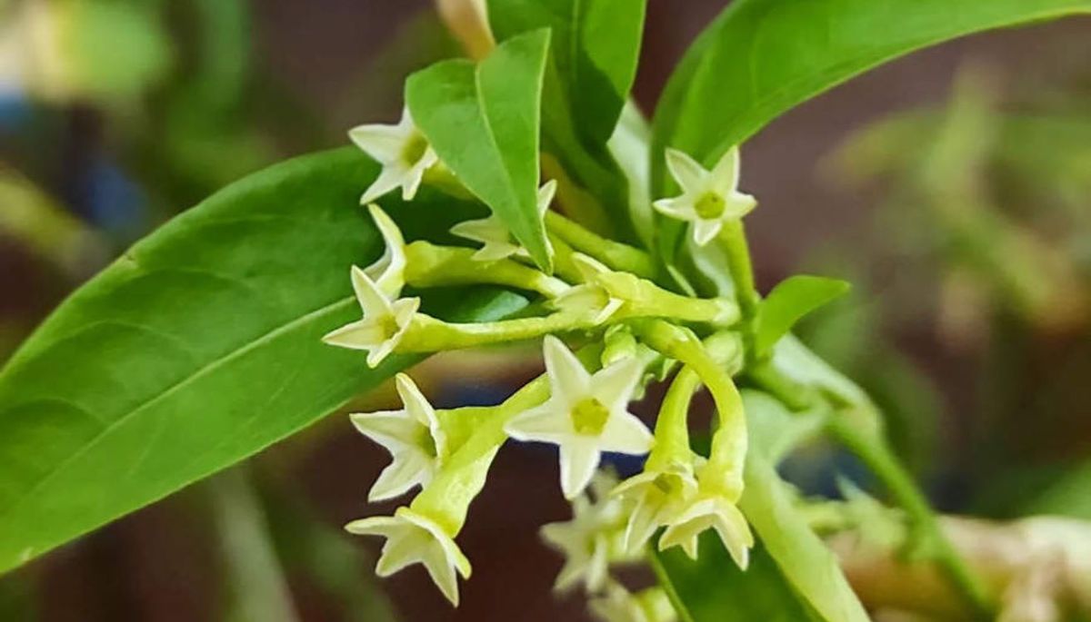 La dama de noche se encargará de aromatizar tu jardín. La dama de noche se encargará de aromatizar tu jardín.
