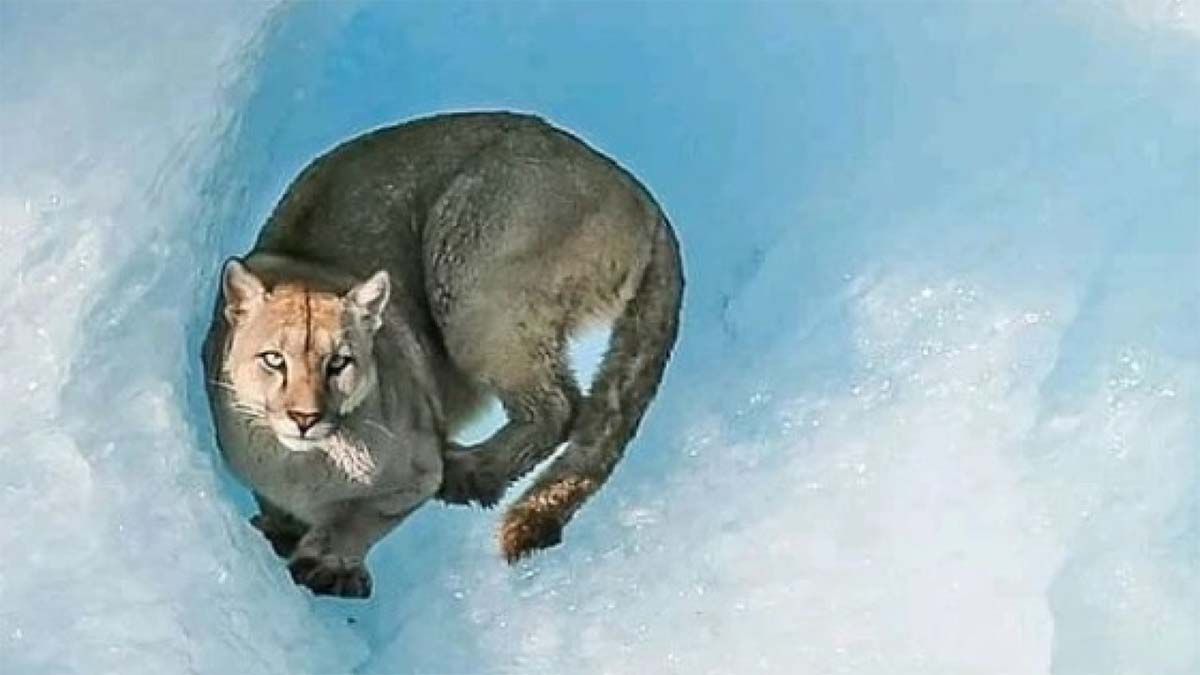 La increíble foto de un puma sobre un iceberg