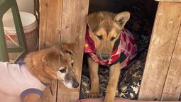 Ángeles de 4 Patas encendió las alarmas por el abandono de perros en época de frío
