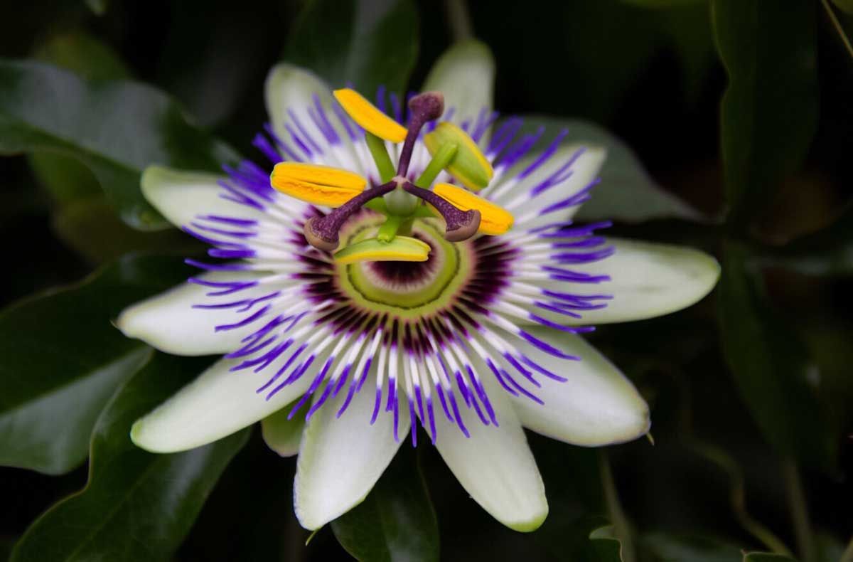 Beneficio para la salud de la flor "pasionaria". Beneficio para la salud de la flor "pasionaria".