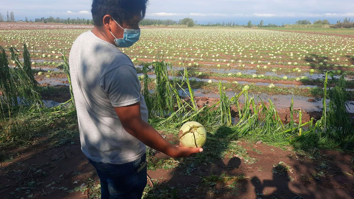 El Gobierno declaró la emergencia o el desastre agropecuario en 66 distritos de Mendoza