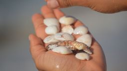 Recicla los caracoles que juntaste en las vacaciones y crea este hermoso adorno para tu casa