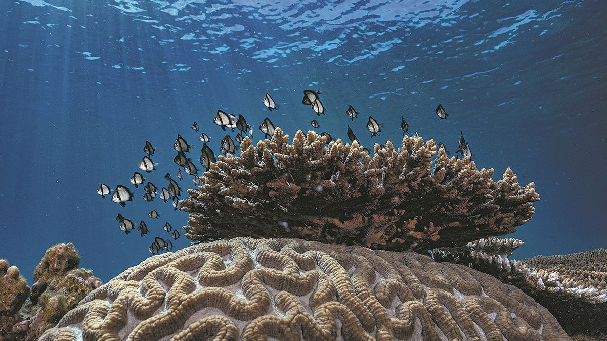 El majestuoso arrecife de coral es una de las imágenes tomadas por Xu Yitang. PARA USO DE CHINA DAILY