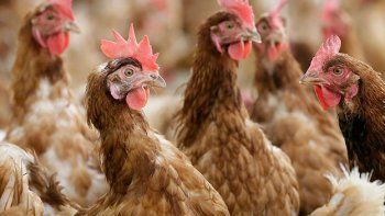 La cría de aves en EEUU elimina las jaulas paulatinamente