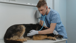Día del Médico Veterinario: ¿por qué se celebra el 6 de agosto?