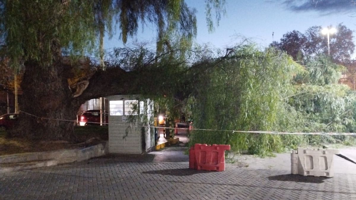 La gran rama cayó sobre una garita y luego sobre un taxi que salía de la terminal de ómnibus con pasajeros.