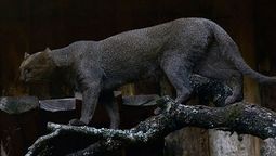 Aseguran que una especie de depredador que no se ve hace 40 años está merodeando por Texas