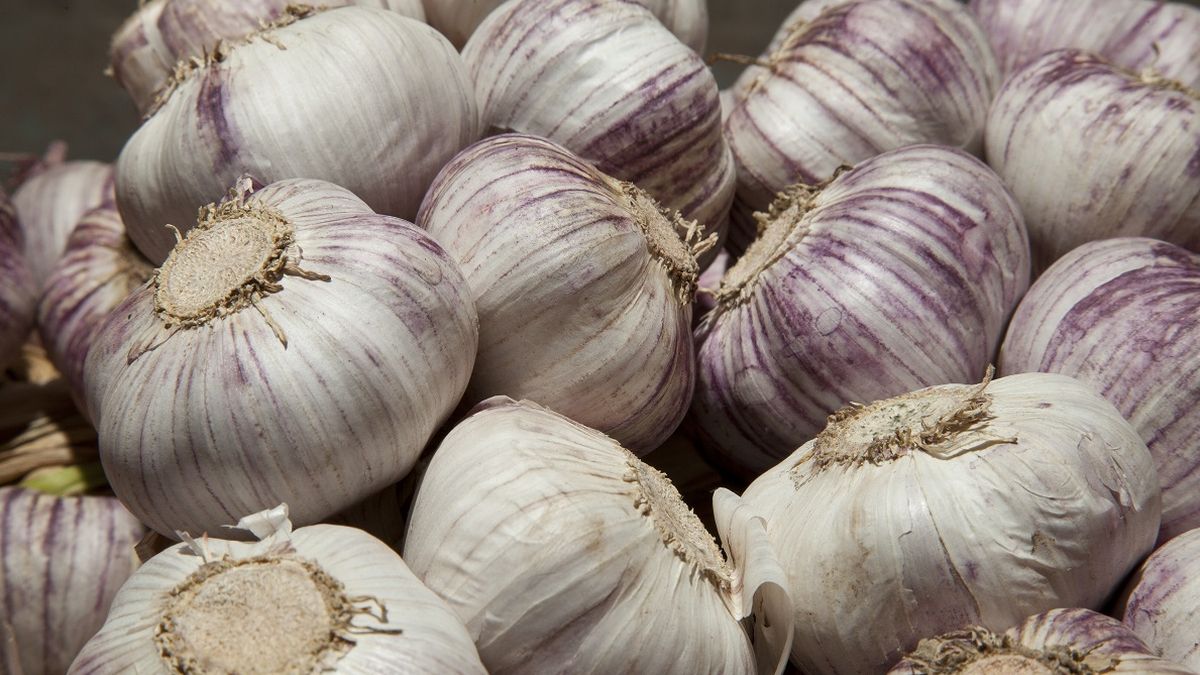 El ajo es uno de los productos que más se exportan desde Mendoza. Estados Unidos autorizó su ingreso fresco a fines del año pasado. El ajo es uno de los productos que más se exportan desde Mendoza. Estados Unidos autorizó su ingreso fresco a fines del año pasado.