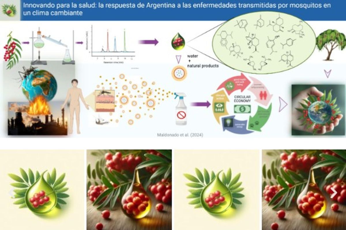 Así es el proceso de producción del repelente en base a los frutos del aguaribay Así es el proceso de producción del repelente en base a los frutos del aguaribay