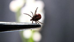 Las garrapatas pueden ser eliminadas con elementos caseros. Las garrapatas pueden ser eliminadas con elementos caseros.