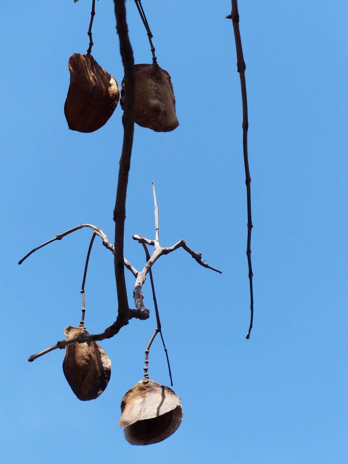 Este árbol pierde sus hojas cuando empieza la temporada de frío. Imagen: Pixabay. Este árbol pierde sus hojas cuando empieza la temporada de frío. Imagen: Pixabay.