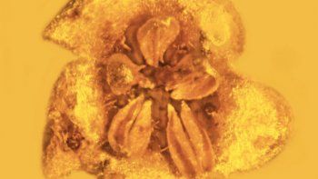 Una flor venenosa atrapada en ámbar de hace 30 millones de años