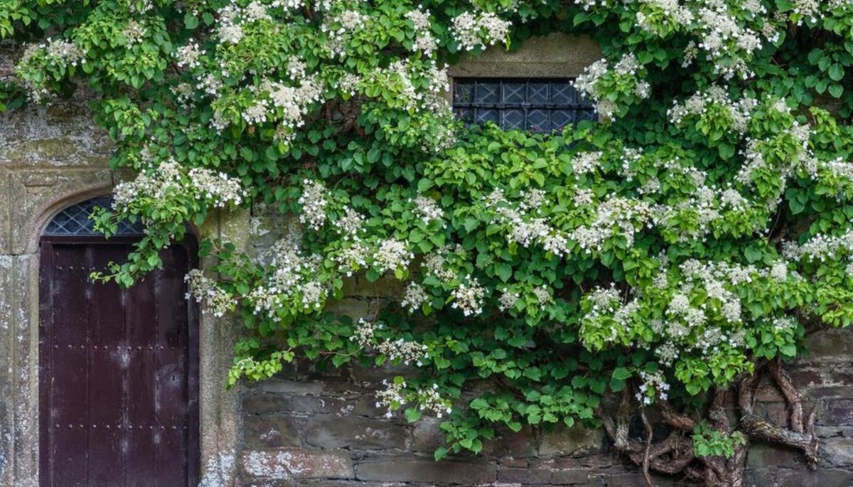 La hortensia trepadora es una planta ideal para tener en sombra o semisombra. La hortensia trepadora es una planta ideal para tener en sombra o semisombra.
