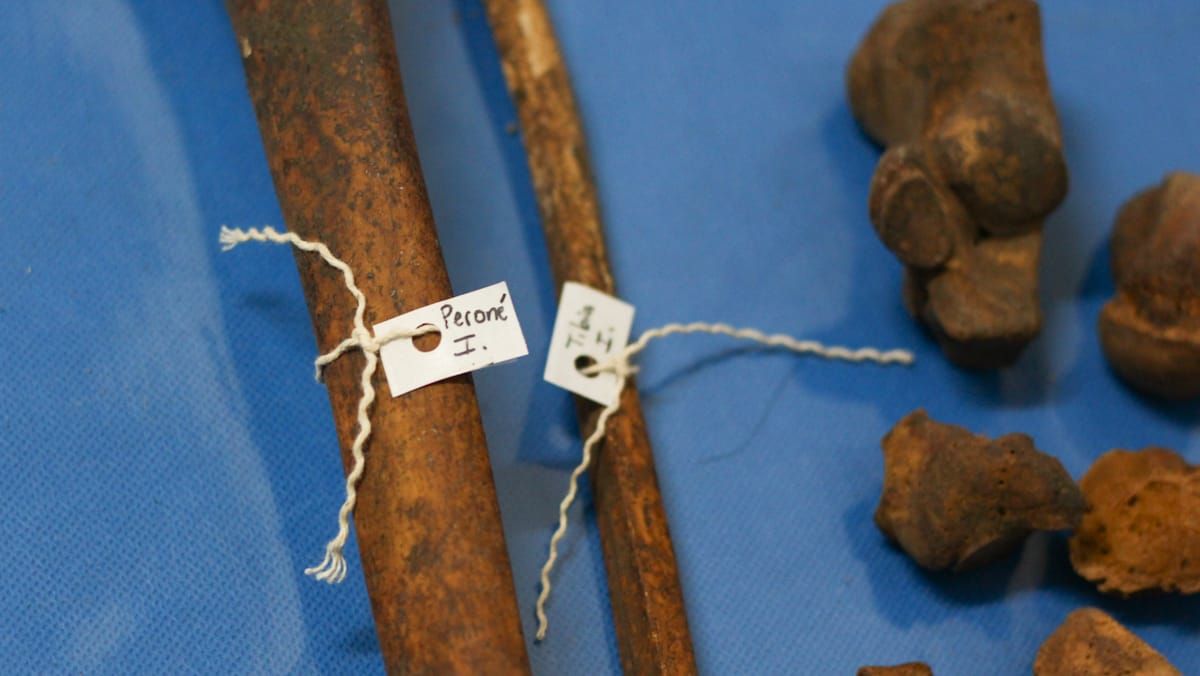 Los huesos se clasifican para crear parámetros de investigación local Los huesos se clasifican para crear parámetros de investigación local