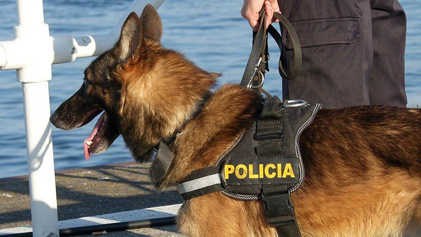 Se ofrecen 70.000 dólares por la cabeza de este perro