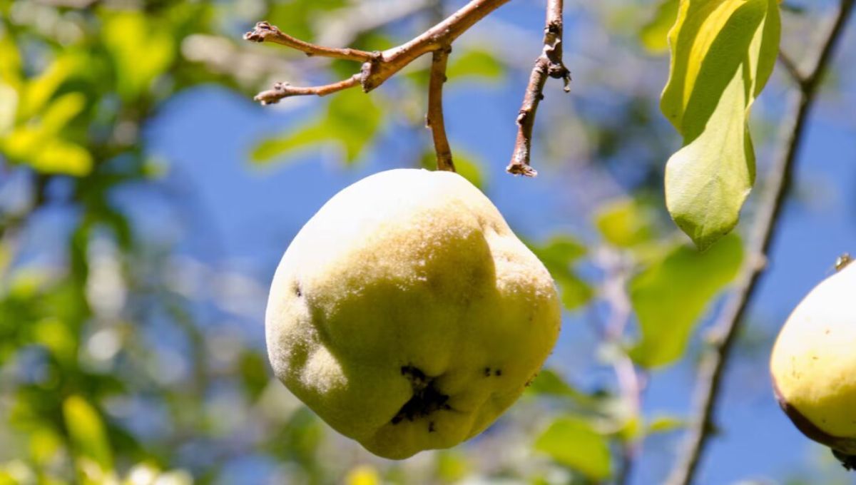 ¿Cómo se llama el árbol del membrillo? Pocas personas conocen su nombre