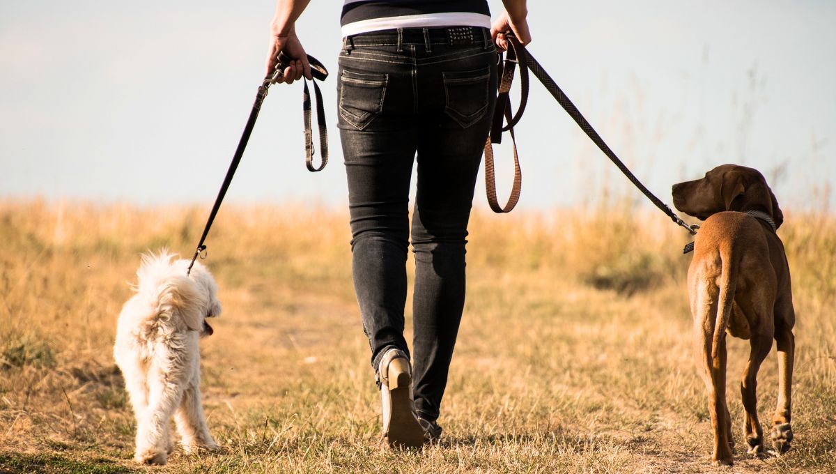 Pasear a tu perro correctamente beneficia la salud física y mental de tu mascota