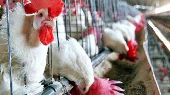 Se propaga la gripe aviaria en el suroeste de Canadá y son sacrificadas 155 mil aves