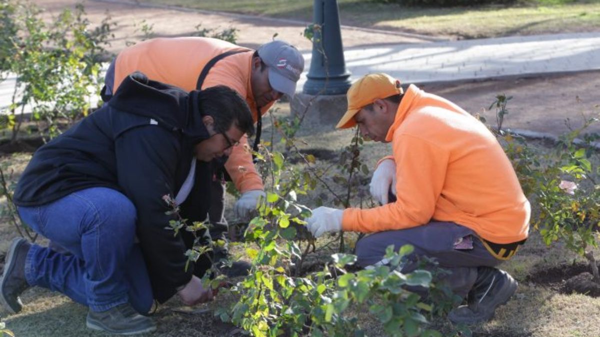 Las estacas o esquejes de rosales provienen del vivero del Parque, donde son cuidadosamente atendidos por profesionales experimentados. Las estacas o esquejes de rosales provienen del vivero del Parque, donde son cuidadosamente atendidos por profesionales experimentados.