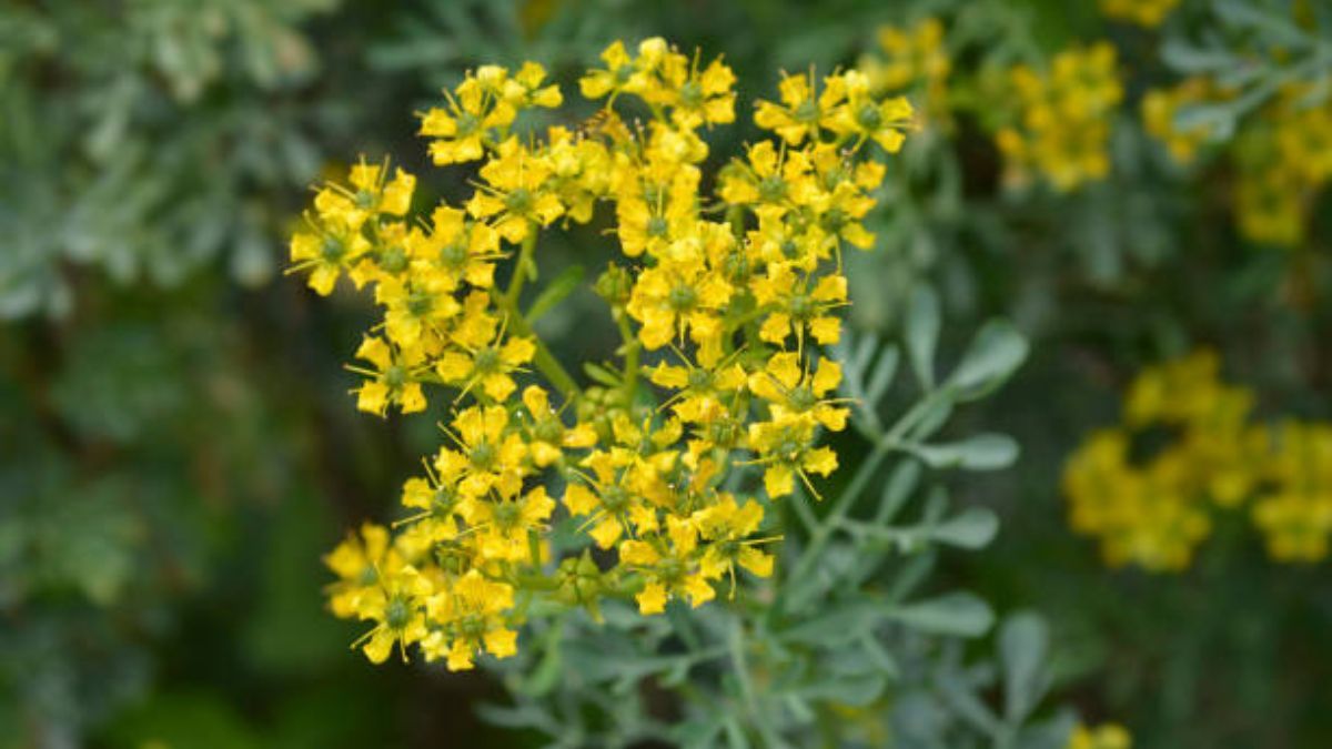 Conoce las propiedades de la ruda.