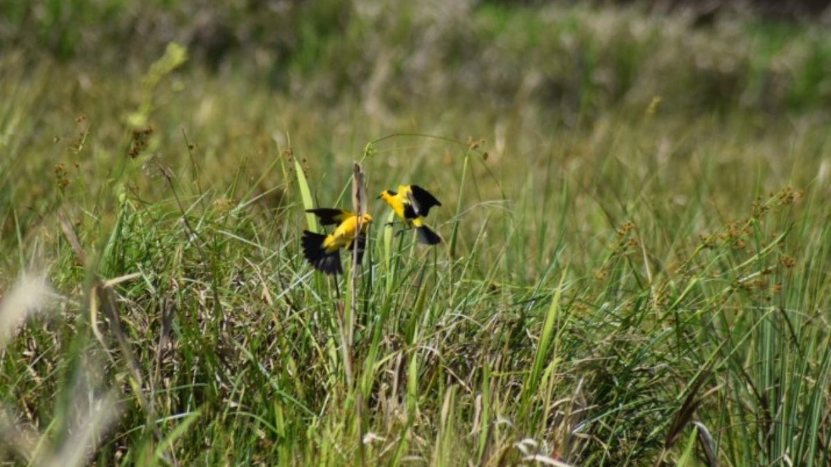 (Foto: Aves Argentinas) (Foto: Aves Argentinas)