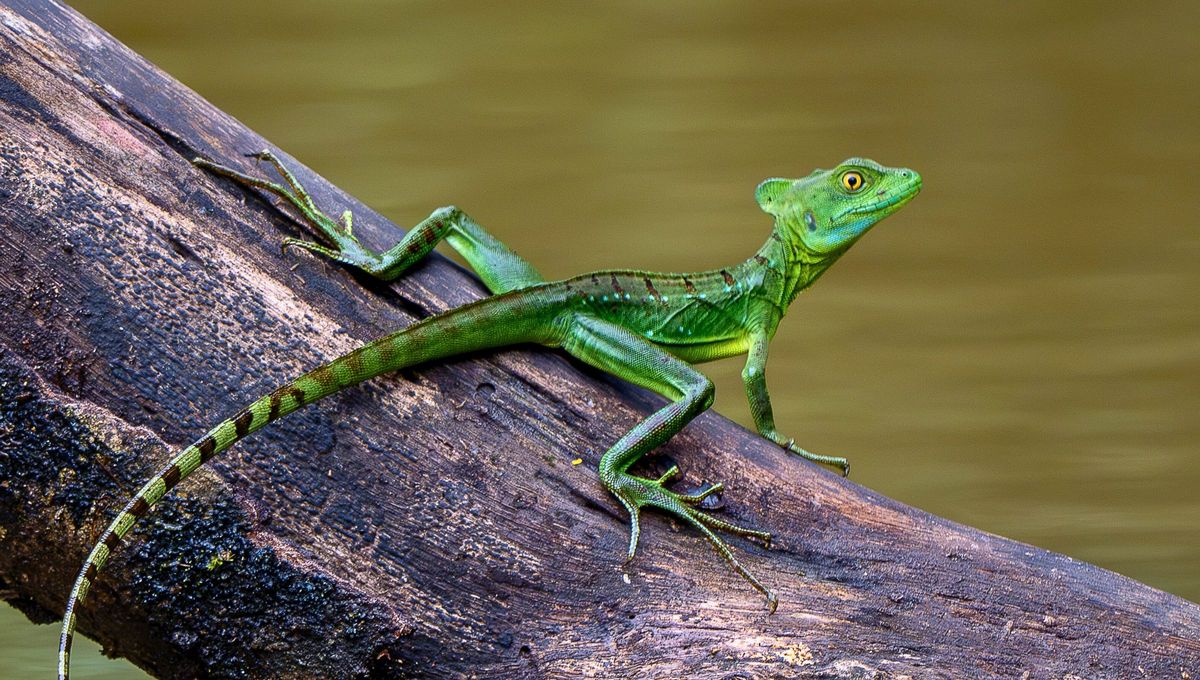 El basilisco común es un lagarto nativo de América Central. Tiene la notable habilidad de ser capaz de caminar sobre la superficie del agua.