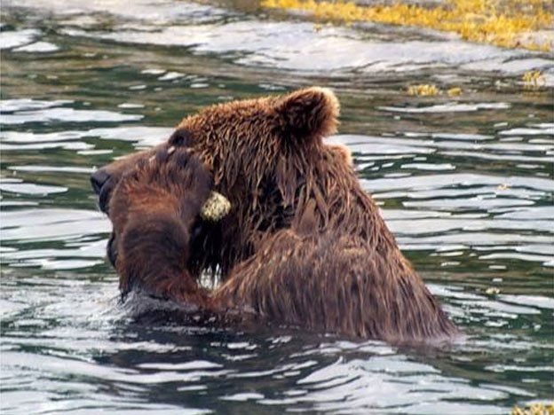 Por primera vez captaron a un oso usando herramientas: se exfolió con una roca